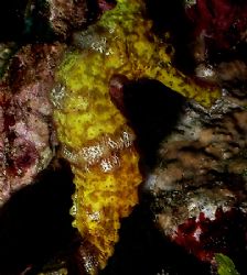 This Sea Horse was found on a site called Connie's Dream.... by Steven Anderson 